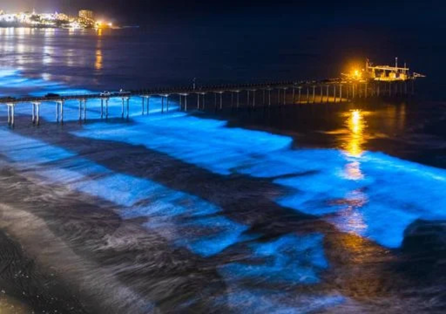 Ondas brilham em tom azul fluorescente e encantam turistas em Ubatuba