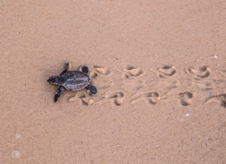 Prefeitura de Caucaia leva alunos da rede municipal para assistir a nascimento de tartarugas marinhas
