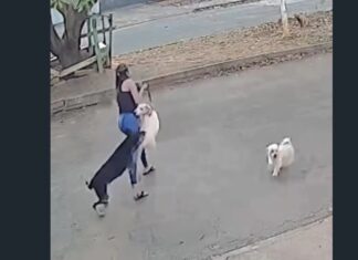 Mulher é atacada por cão agressivo enquanto se preparava para passeio com seu pet