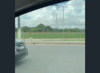 Enquanto revitaliza calçadão, Lagoa do Tabapuá segue tomada por aguapés em Caucaia