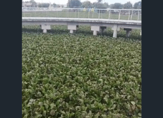 ABANDONO NA LAGOA DO TABAPUÁ: REFORMA LENTA E SEM LIMPEZA AGRAVA DEGRADAÇÃO DE UM DOS PRINCIPAIS CARTÕES-POSTAIS DE CAUCAIA