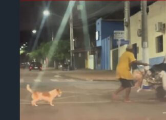 Cão “ajudante” surpreende ao carregar garrafa de bebida para dono em situação de rua