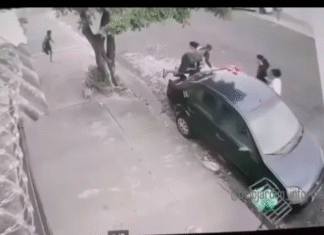PITBULL SOLTO ATACA CRIANÇAS EM JABOTICABAL: VÍDEO MOSTRA MOMENTO DE TERROR E CRIANÇAS ESCALANDO CARRO PARA FUGIR