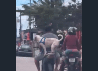 Cãozinho na garupa de moto chama atenção e viraliza nas redes sociais em Caucaia