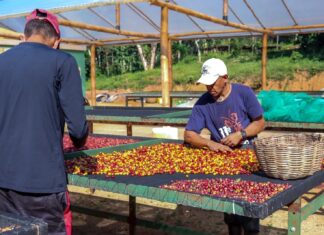 “Nos Trilhos do Café”: documentário celebra a colheita do café, a cultura e a inclusão na Serra de Baturité