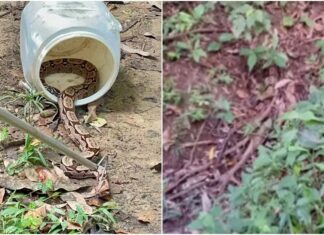 Cobra jiboia de dois metros é resgatada próximo a residências em Pacoti, no Ceará