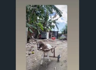 Carneirinho Frederico, símbolo de superação nas redes sociais, morre aos 4 meses em Caucaia