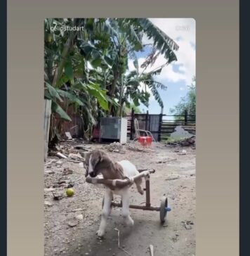 Carneirinho Frederico, símbolo de superação nas redes sociais, morre aos 4 meses em Caucaia