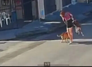 Pitbull ataca cadela na Parangaba; ataque é contido por viatura da PM