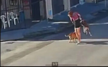 Pitbull ataca cadela na Parangaba; ataque é contido por viatura da PM