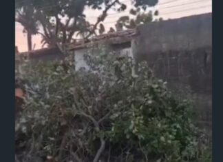 Cajueiro de grande porte cai e bloqueia rua no bairro Mestre Antônio, em Caucaia