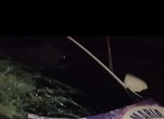 Animais na pista provocam acidente na CE-085, próximo à Lagoa do Babana