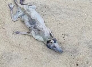Homem encontra carcaça misteriosa enquanto procurava ouro na praia de Maresias, em São Sebastião