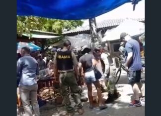 Ibama realiza megaoperação na Feira da Parangaba, em Fortaleza, e resgata 271 animais silvestres vítimas de maus-tratos