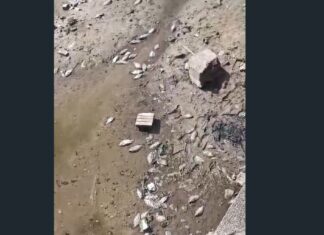 Peixes aparecem mortos na Lagoa do Tabapuá e moradores suspeitam de contaminação em Caucaia