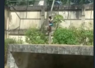 Homem morre após invadir jaula de leões no Parque Arruda Câmara, em João Pessoa