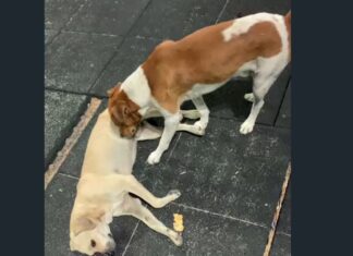 Cena comovente na Praça do Planalto, em Caucaia, mostra cachorro pedindo ajuda para outro animal