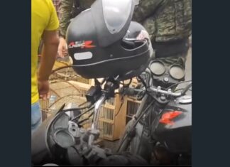 Fiscalização apreende aves silvestres na feira da Jurema e reacende alerta sobre crime ambiental em Caucaia