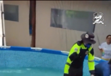 AMT de Caucaia auxilia no resgate e transporte de cachalote-anã encontrada na faixa de areia