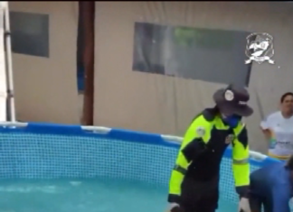 AMT de Caucaia auxilia no resgate e transporte de cachalote-anã encontrada na faixa de areia