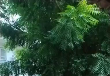 Comunidade indígena Anacé protesta em Caucaia e cobra reforma prometida de escola municipal