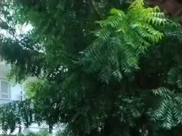 Comunidade indígena Anacé protesta em Caucaia e cobra reforma prometida de escola municipal