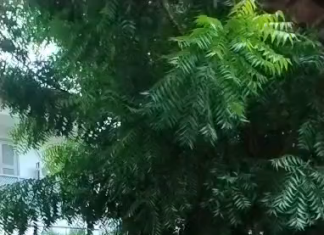 Comunidade indígena Anacé protesta em Caucaia e cobra reforma prometida de escola municipal